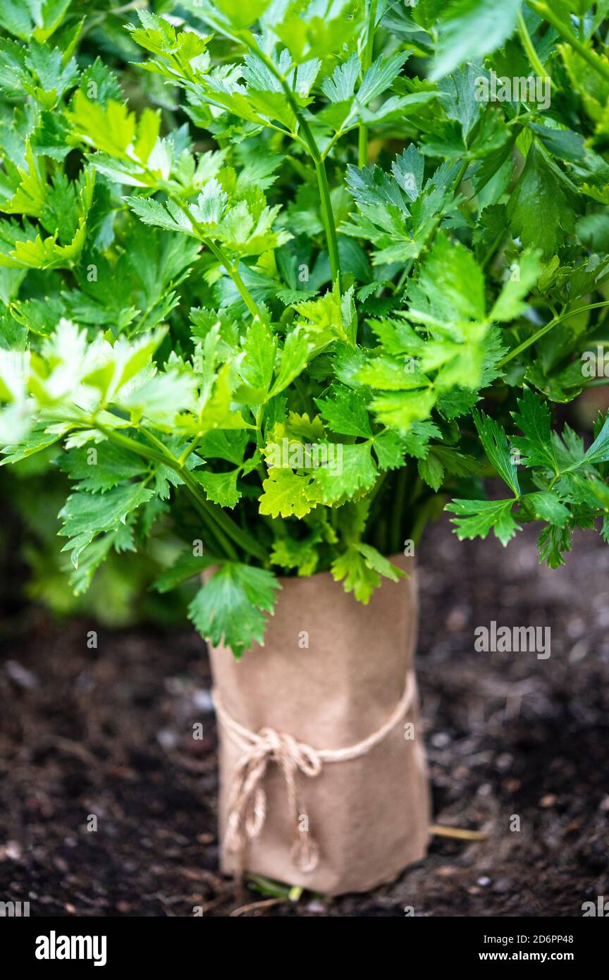 celery leaves on a plant with bag for blanching Stock Photo Alamy