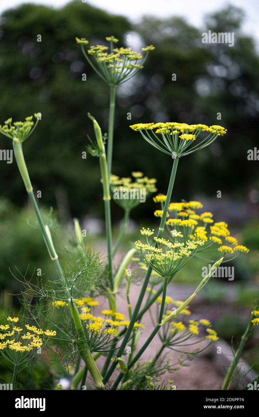 fennel plants in bloom in garden Stock Photo Alamy