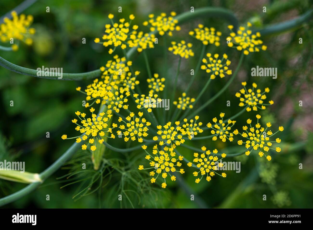 fennel plants in bloom in garden Stock Photo Alamy