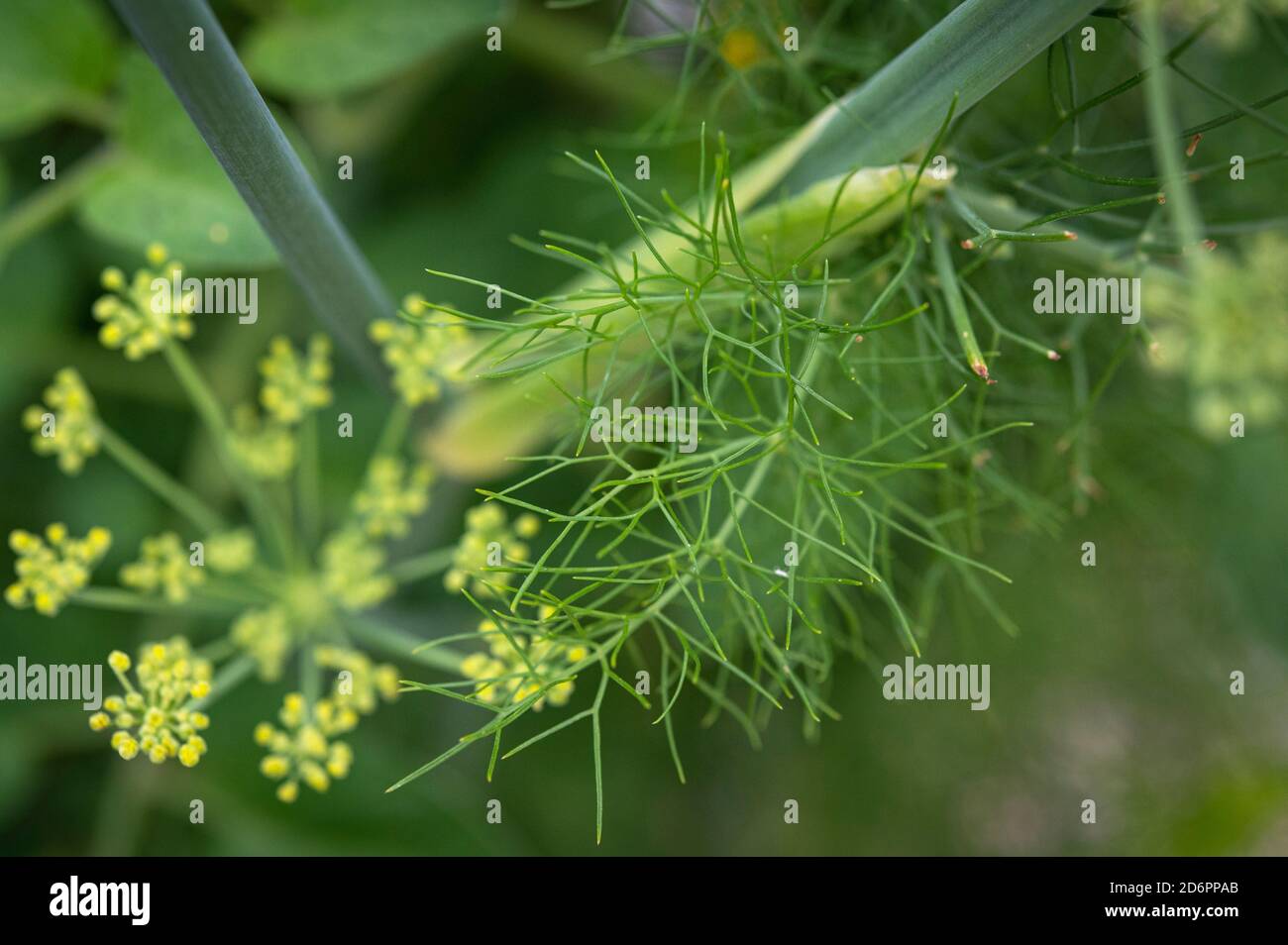 fennel plants in bloom in garden Stock Photo Alamy