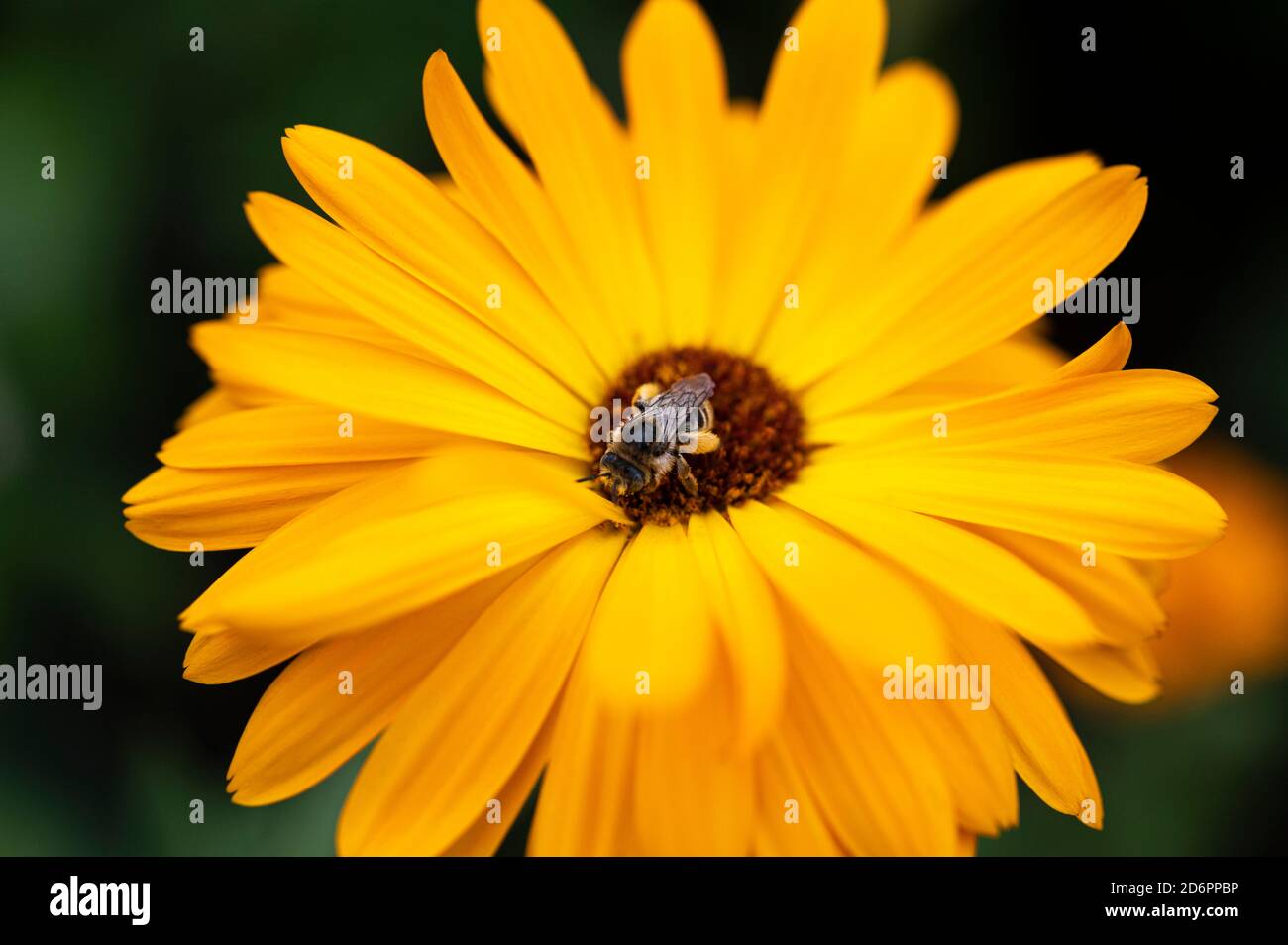 bee pollinating a calendula flower Stock Photo Alamy