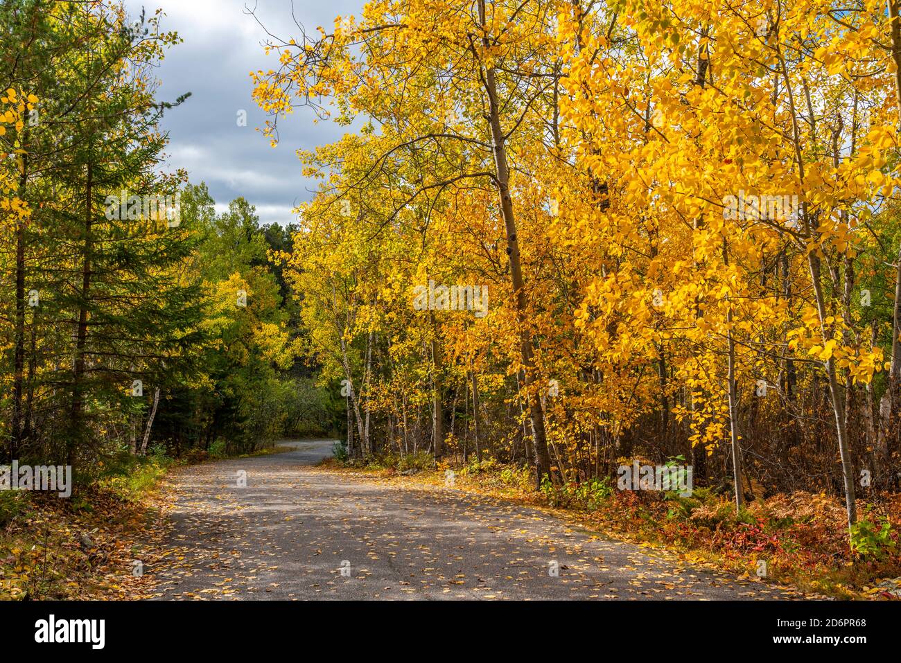 Fall foliage color in the trees at Rushing River Provincial Park, Ontario, Canada. Stock Photo