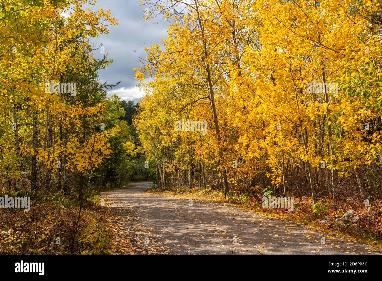 Fall foliage color in the trees at Rushing River Provincial Park, Ontario, Canada. Stock Photo