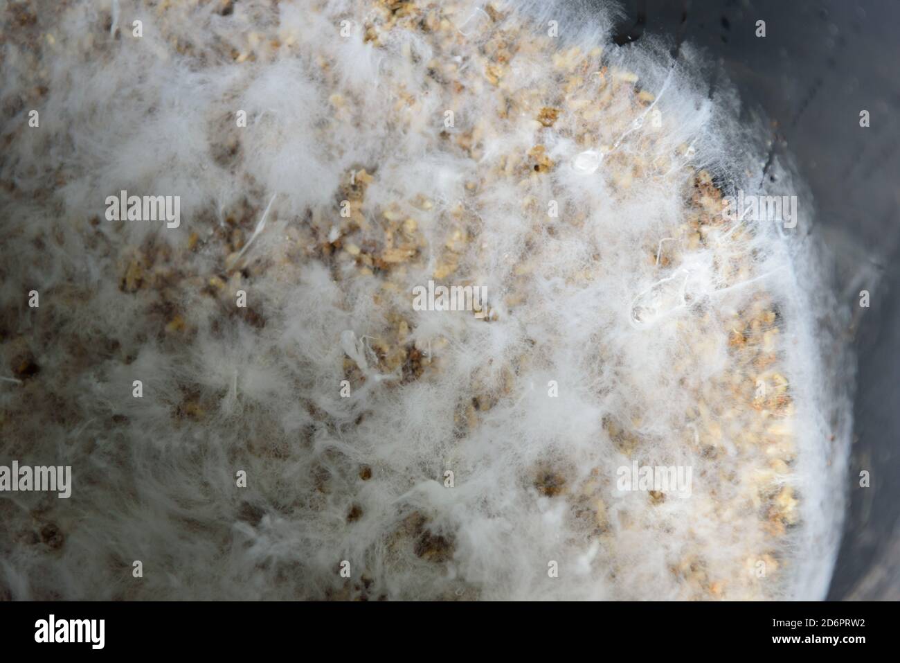 Closeup to Fungi microorganism Termites in the Bin Stock Photo