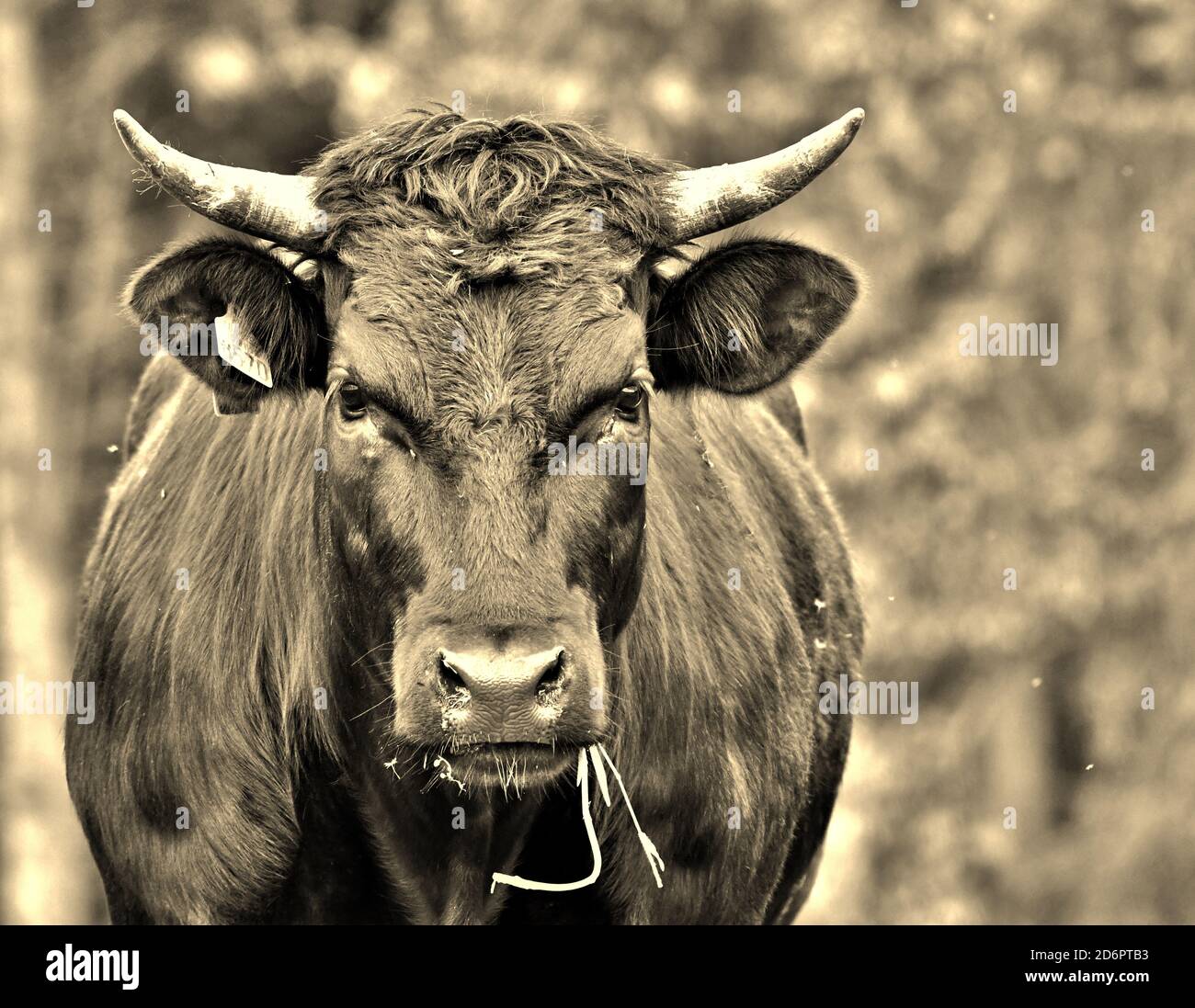 black cow with horns looking straight in camera Stock Photo