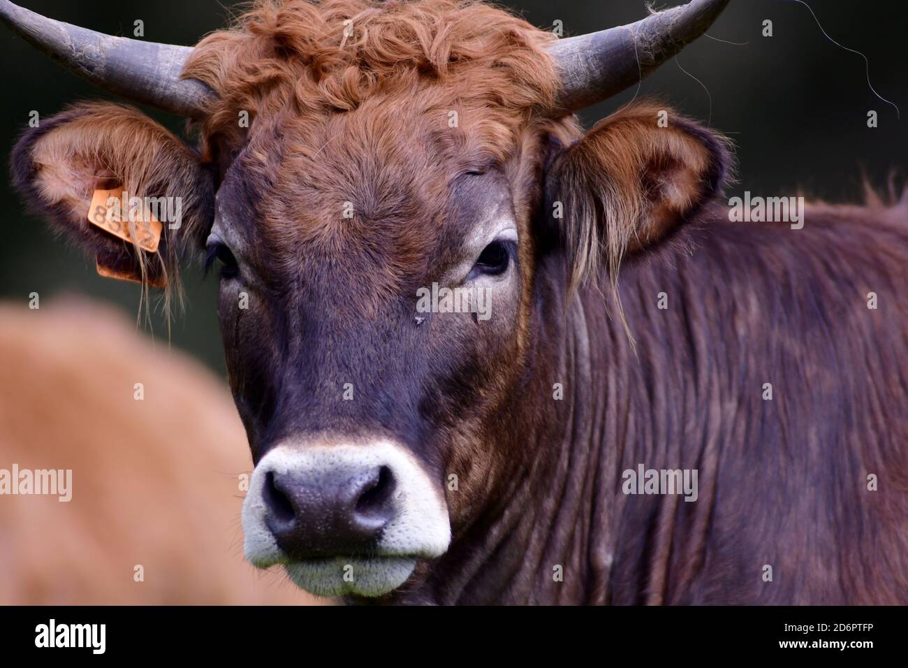 portrait of a beautiful brown cow with horns and a white muzzle Stock Photo