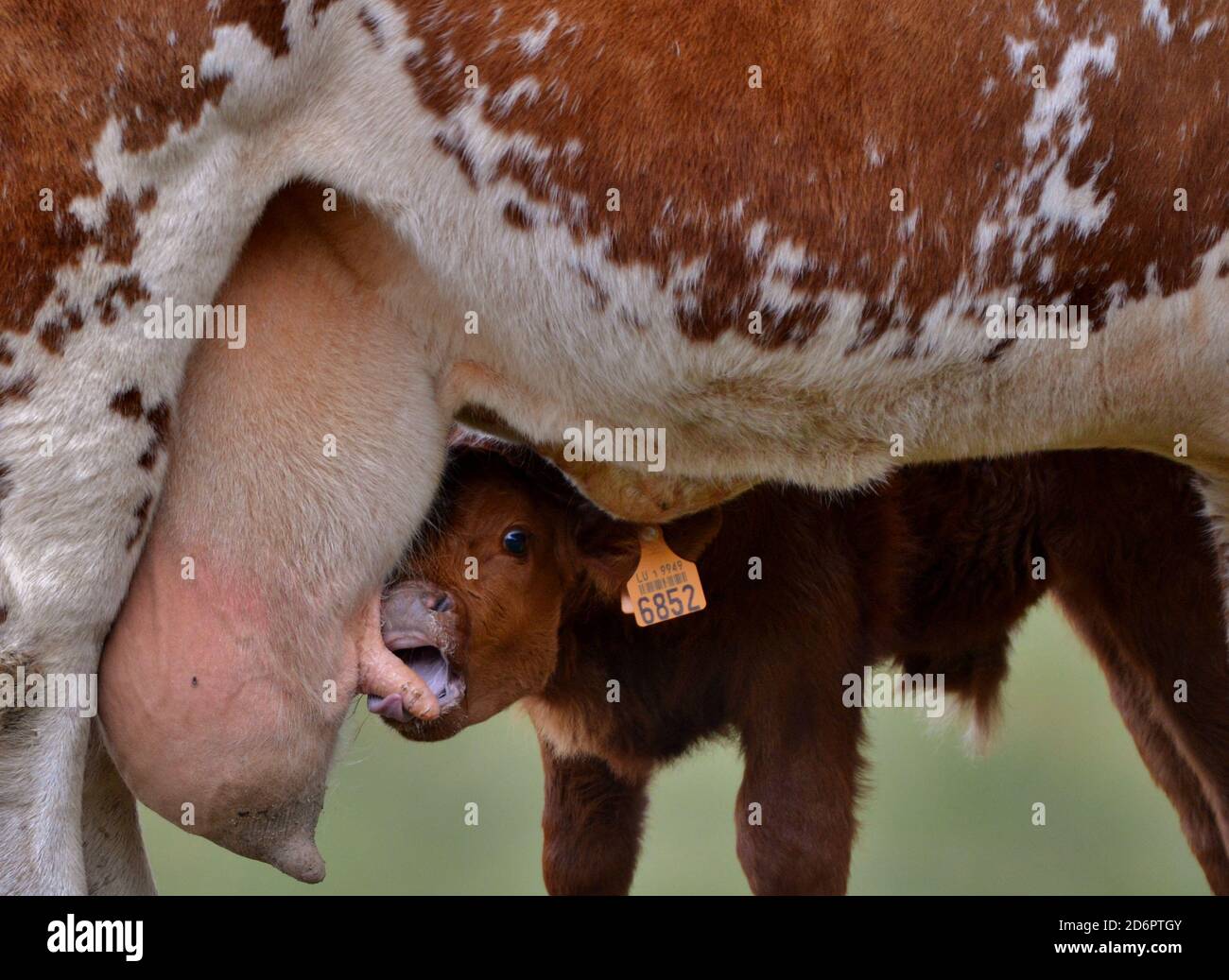 calf drinks milk from mother cow Stock Photo