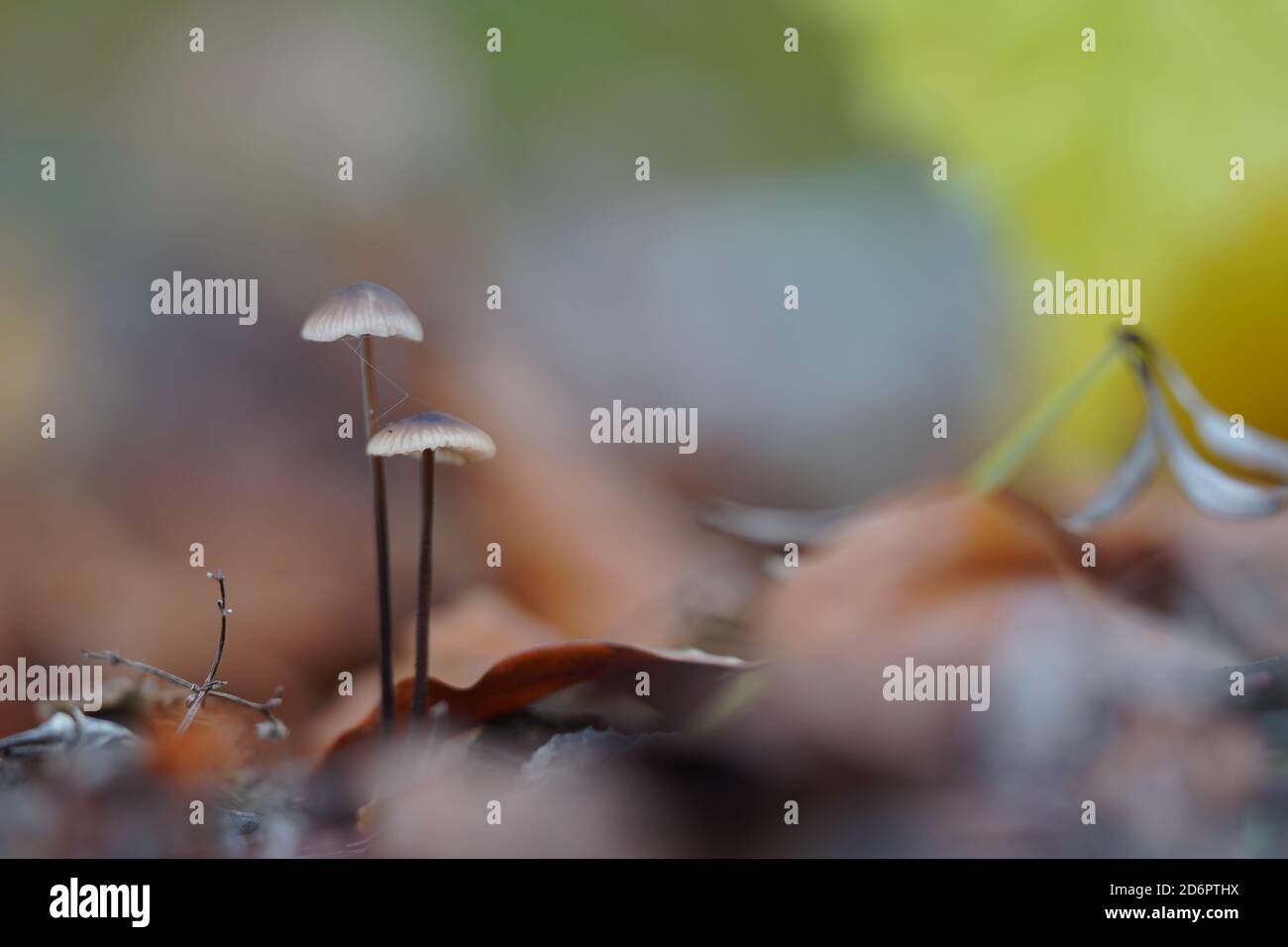 two mushrooms in the leaves, Marasmius Stock Photo