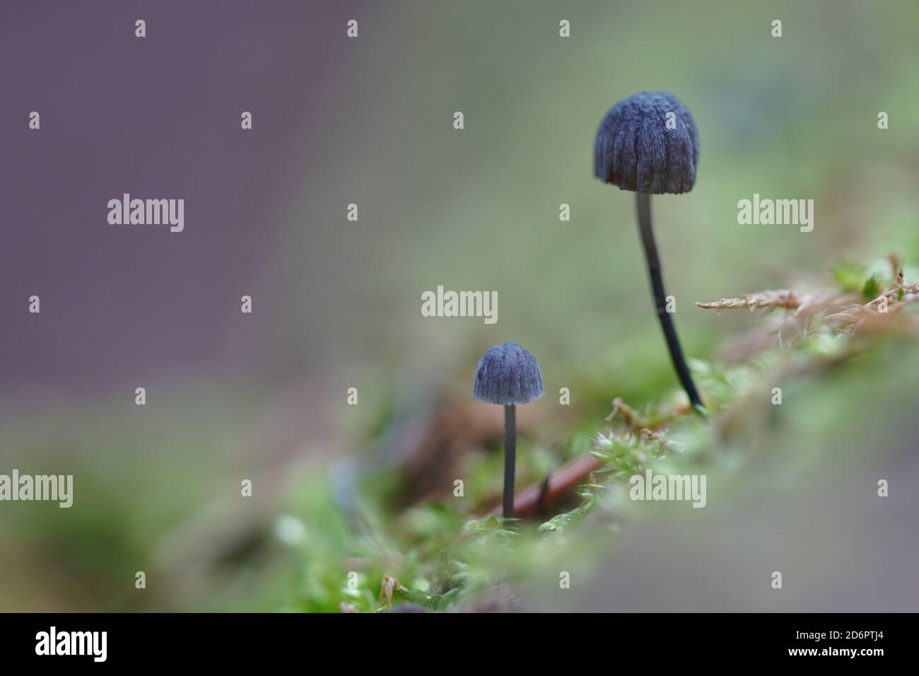 zwei Mycena Pseudocorticola stehen im Moos Stock Photo