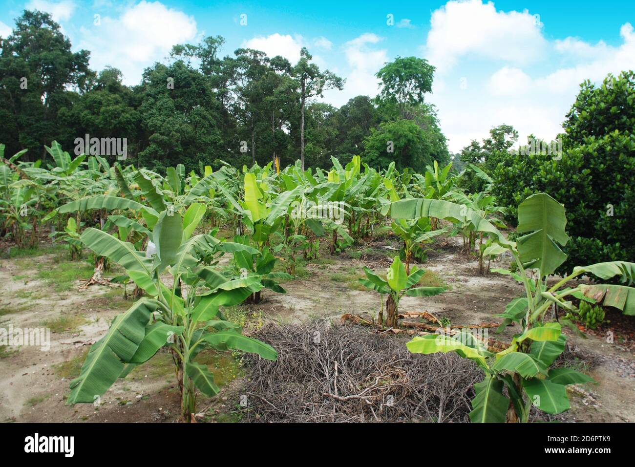 Banana tree plantation hires stock photography and images Alamy