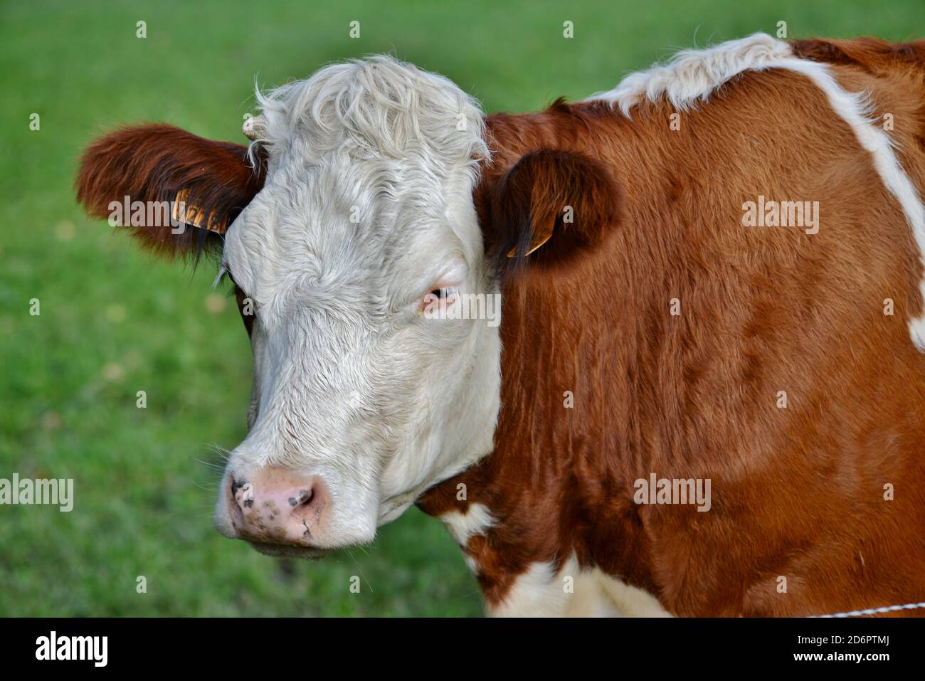 cow of the breed spotted cattle Stock Photo