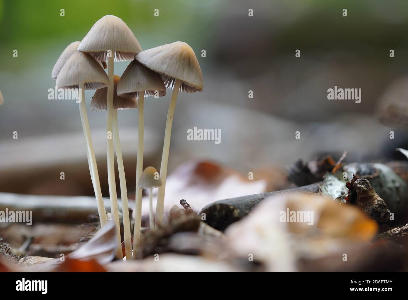 Little groupe of mushrooms with leaves and wood Stock Photo