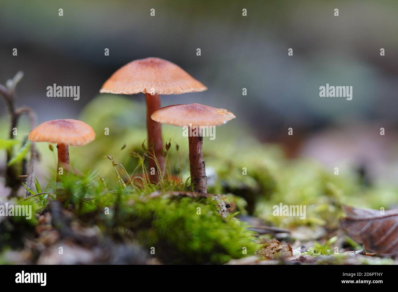 Dreier Gruppe von Pilzen Stock Photo