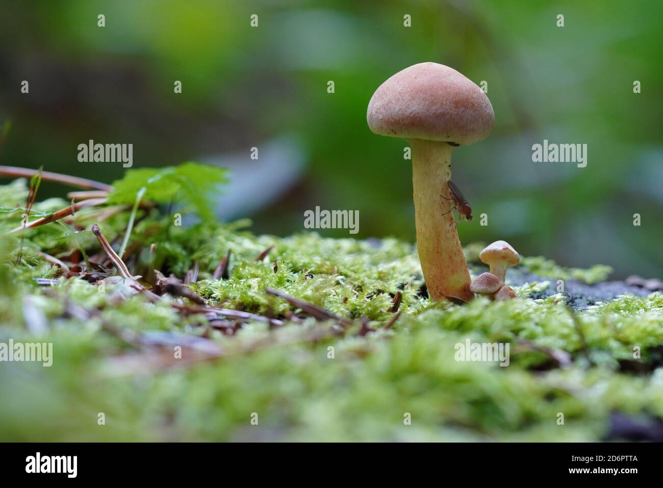 Junger Hallimasch Pilz mit Fliege Stock Photo