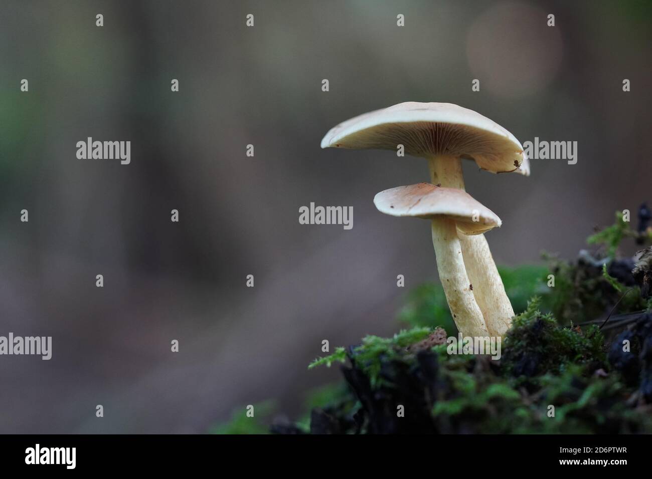 Two mushrooms in moss. Stock Photo