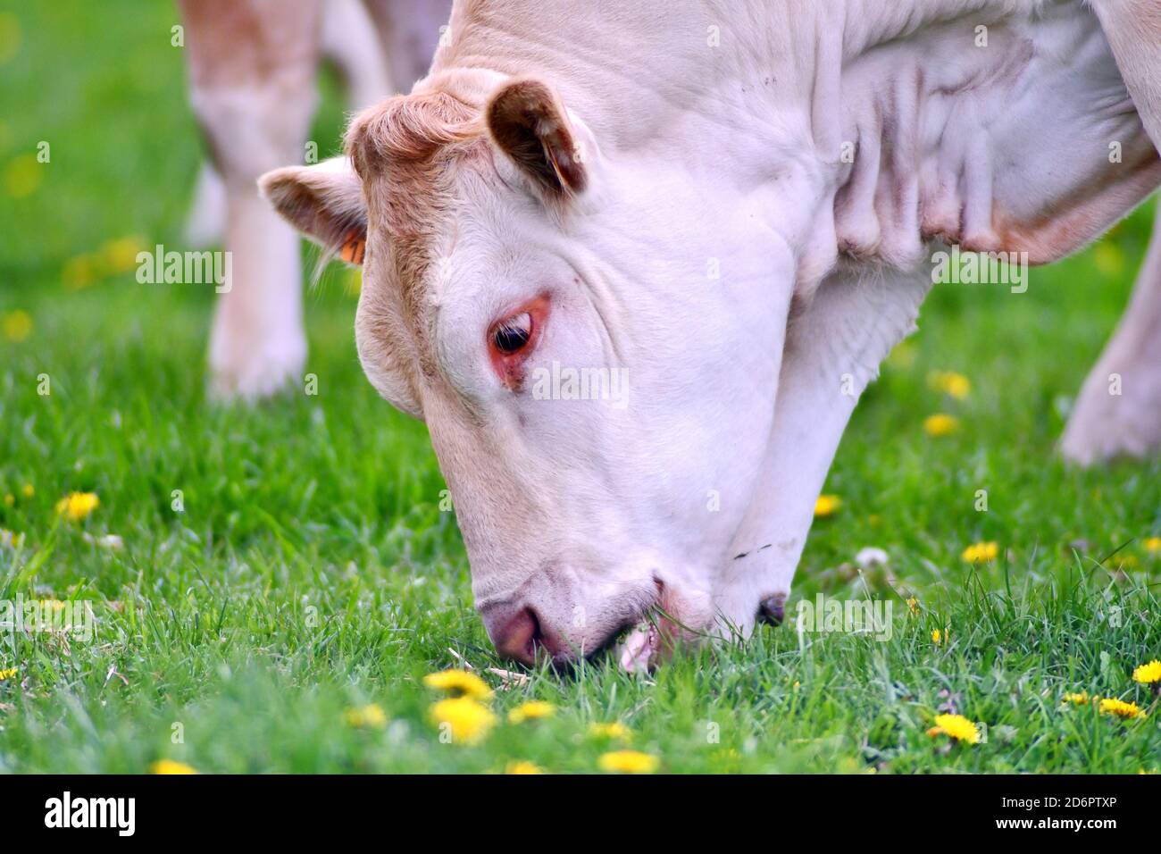 blonde d'aquitaine cow grazing in a meadow Stock Photo