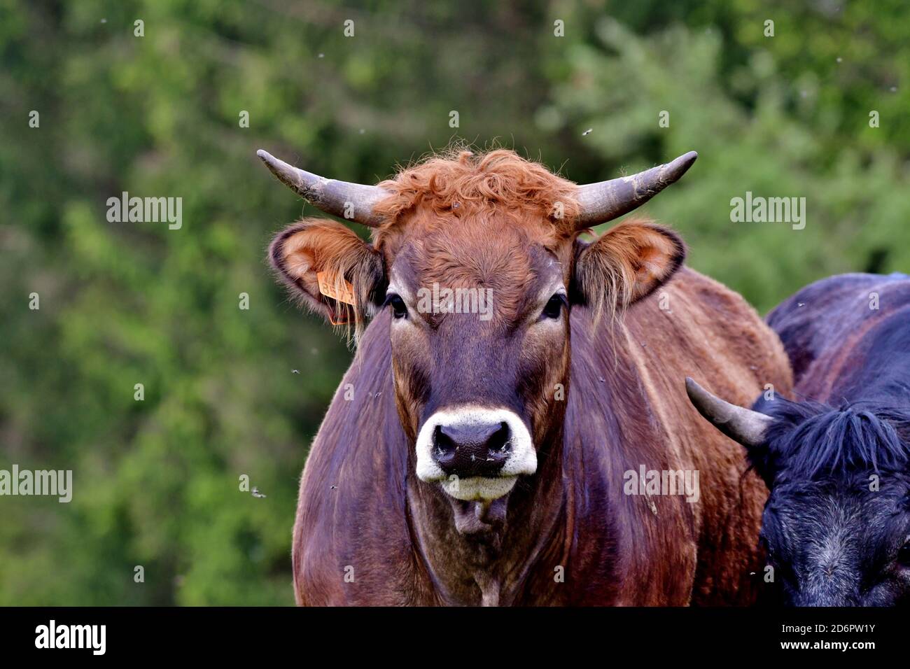 limousin cow with horns and white muzzle Stock Photo