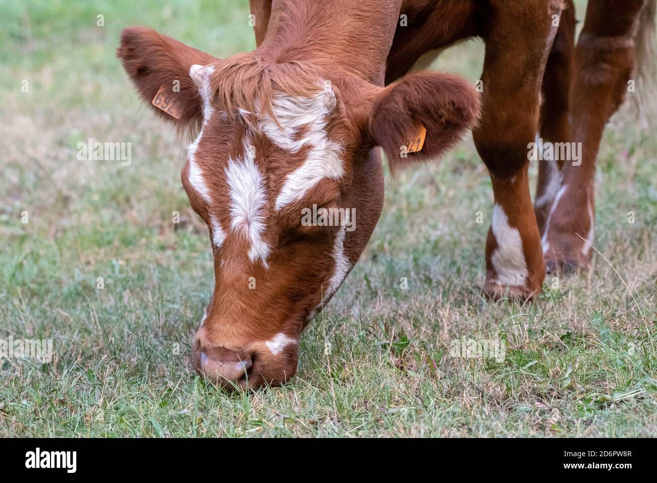 young cow, brown and white grazing in a meadow Stock Photo