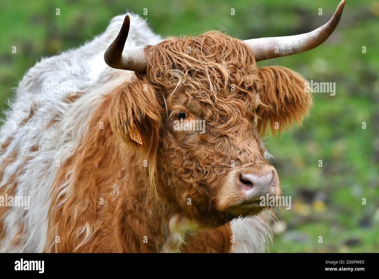 portrait of a grazing young cow, spotted cattle Stock Photo