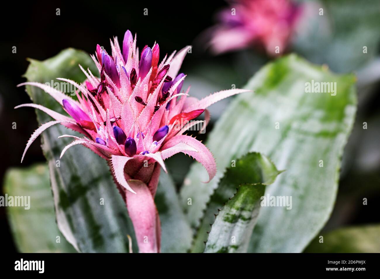Aechmea fasciata is a species of flowering plant in the Bromeliaceae family Stock Photo
