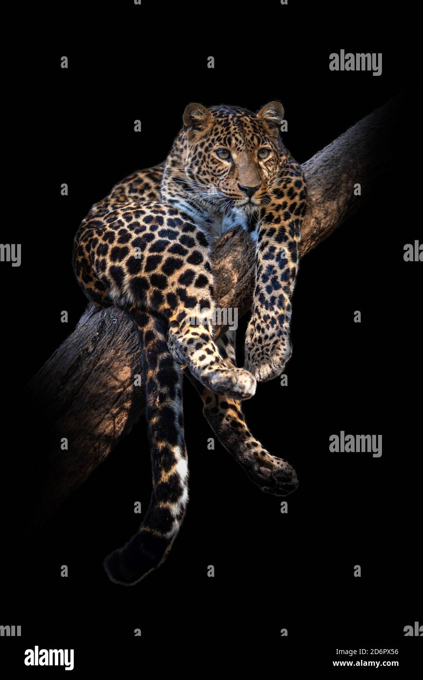 Black leopard animal hi-res stock photography and images - Alamy