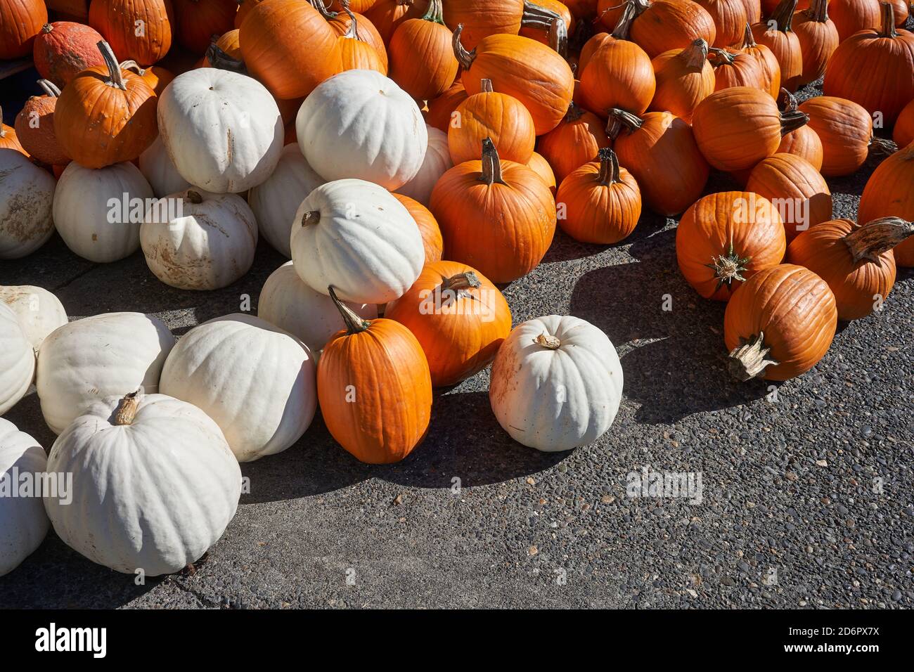 Fresh organic pumpkins for sale at market Stock Photo - Alamy