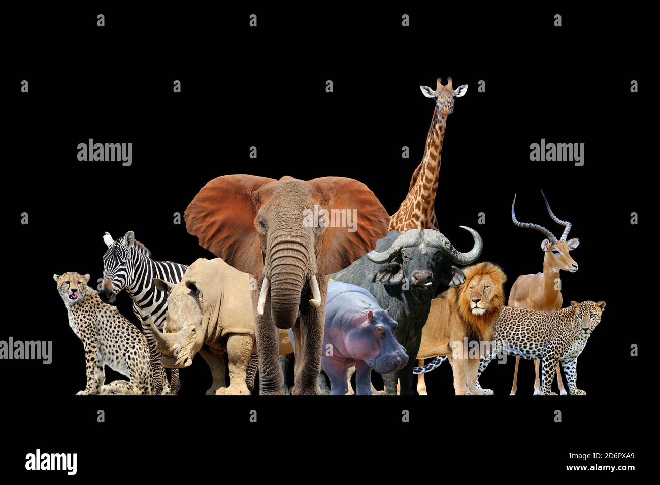 Close up view many african animals. Wild animal isolated on a black background Stock Photo