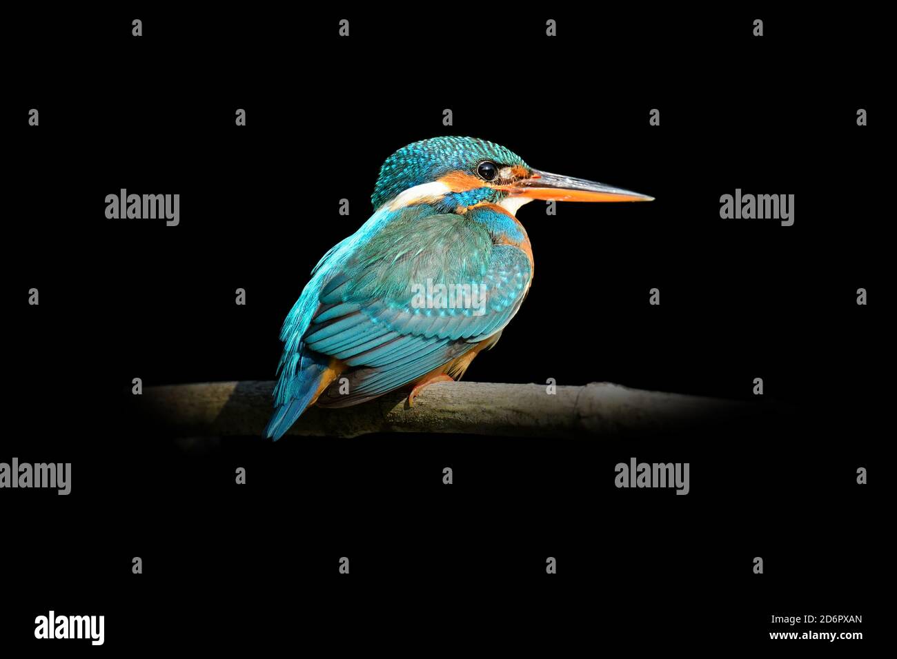 Close up view kingfisher. Wild animal isolated on a black background Stock Photo