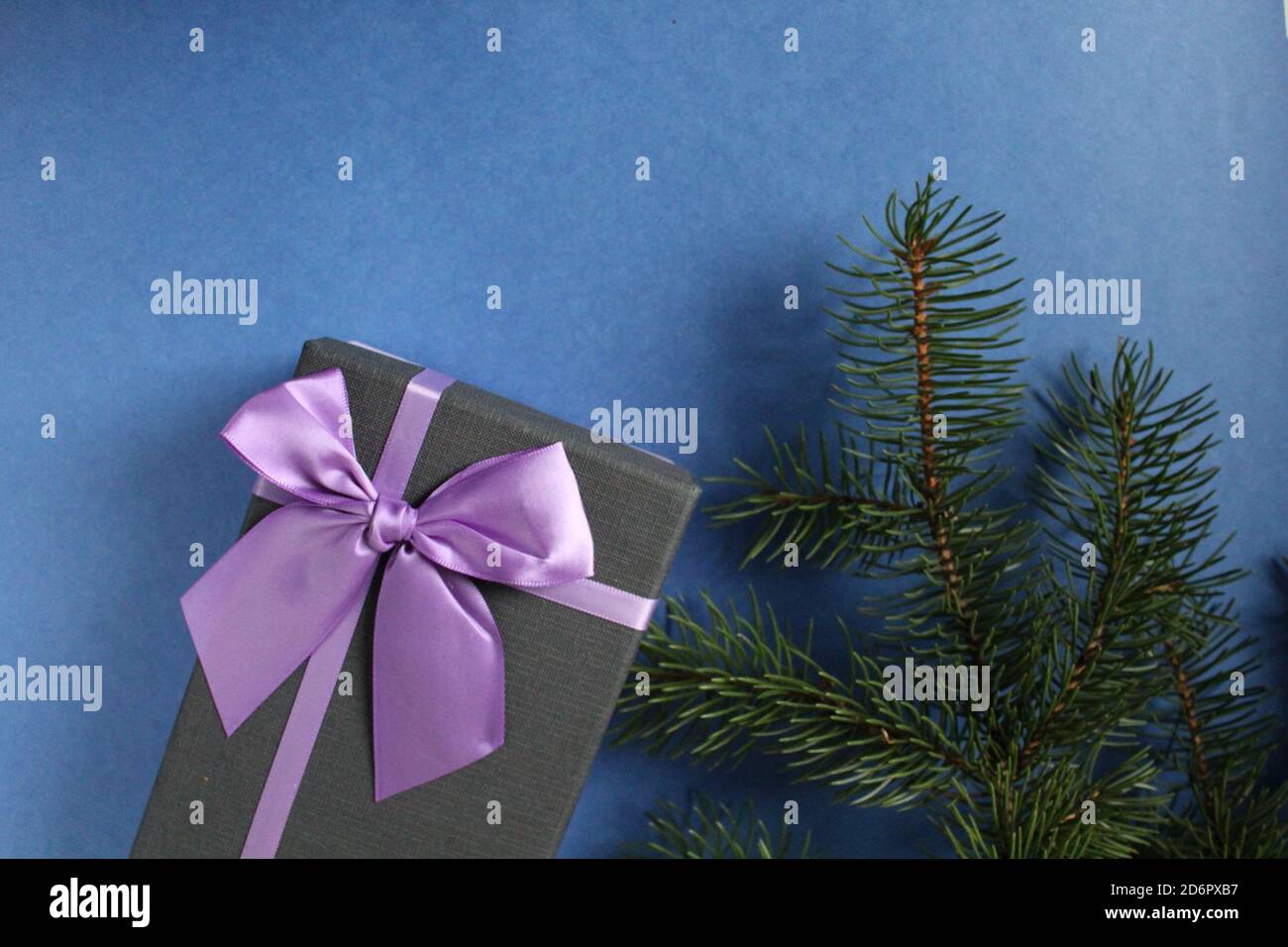 new year's Christmas background gift gift box with purple lilac fuchsia ribbon and bow on a blue background with a branch of spruce pine trees with sp Stock Photo