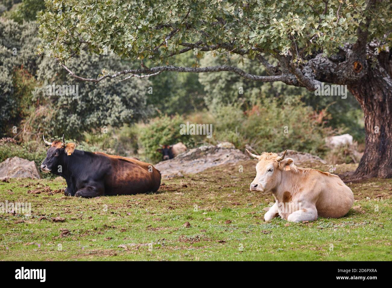 Cows grazing in the countryside under an oak tree. Agriculture Stock