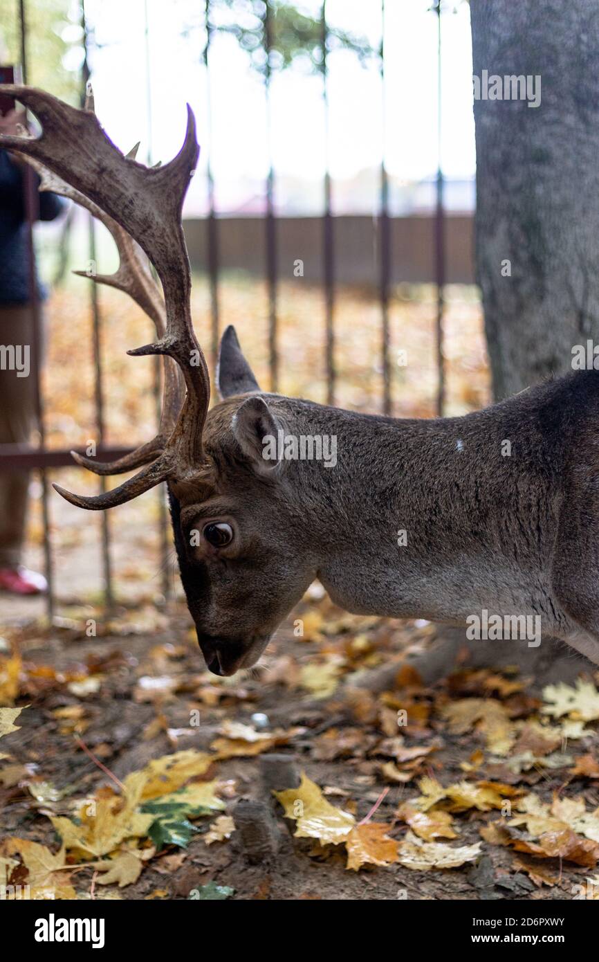 Fallow deer at the zoo. Horned deer Stock Photo Alamy