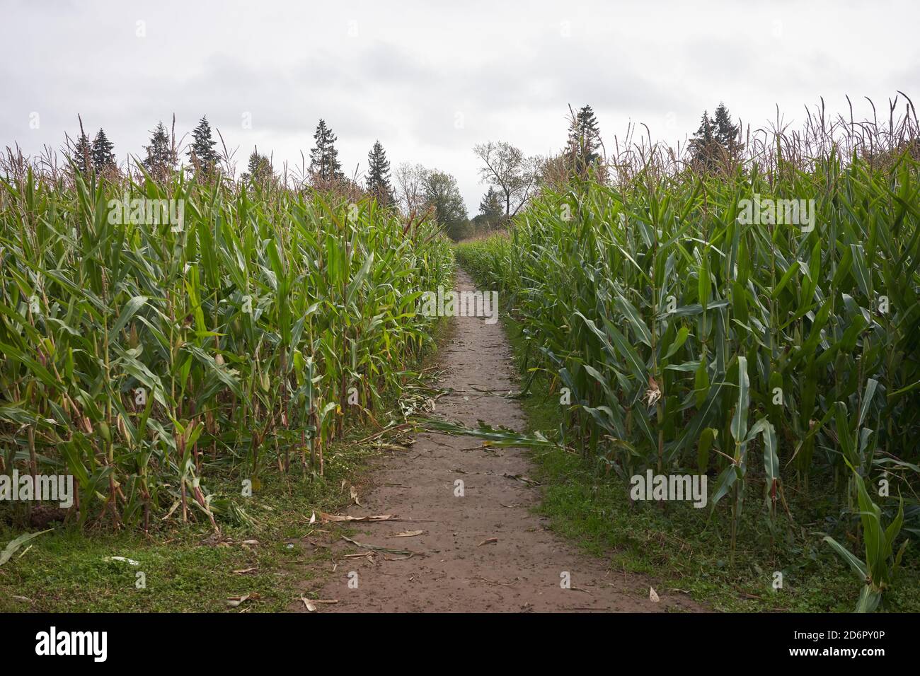 The entrance to a corn maze in a farm during the annual pumpkin patch festival. Selective focus. Stock Photo
