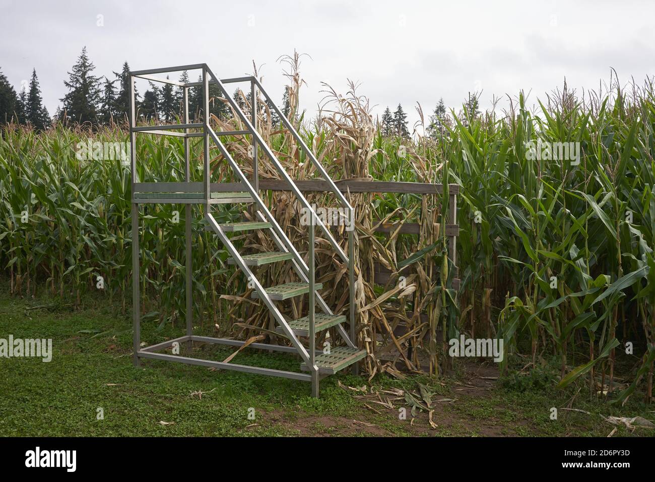 A ladder outside the corn maze in a farm. Stock Photo
