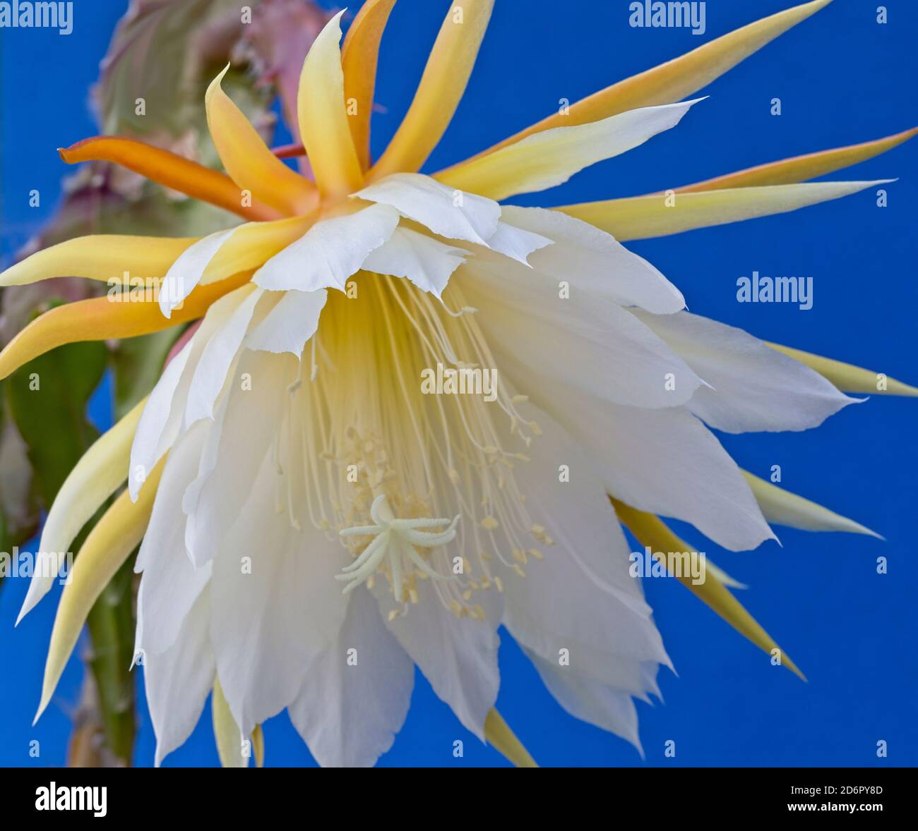 Orchid Cactus (Epiphyllum laui) flower Stock Photo Alamy