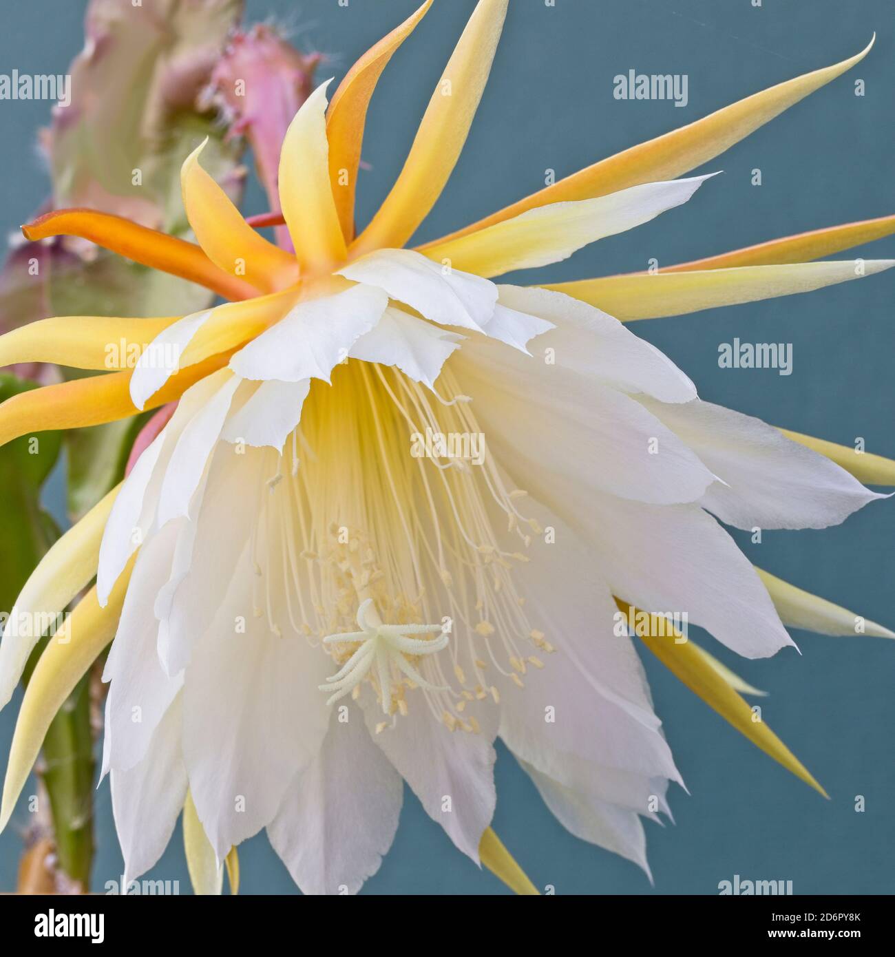 Orchid Cactus (Epiphyllum laui) flower. Stock Photo
