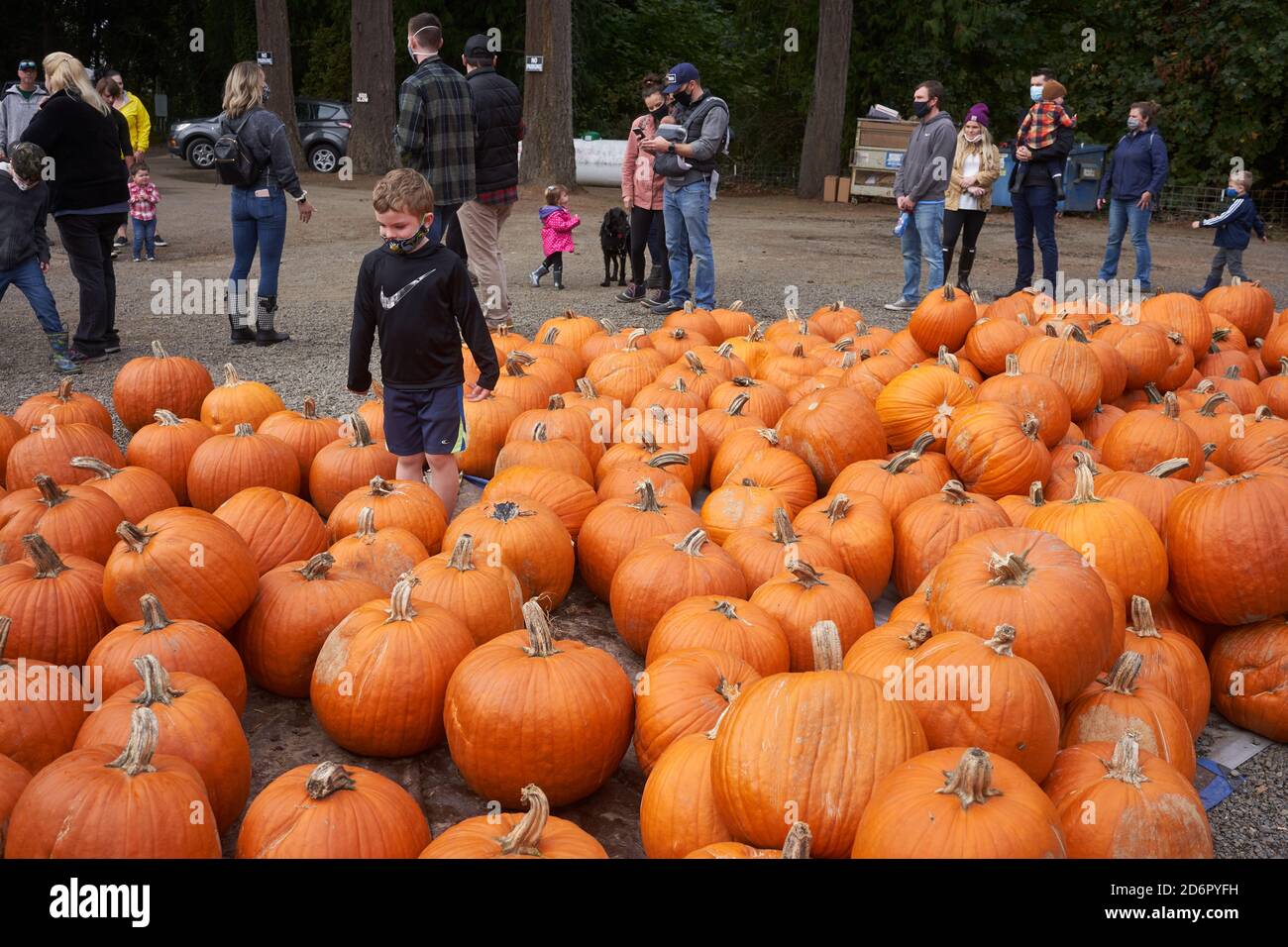 Annual Pumpkin patch at Fir Point Farms in Aurora, Oregon, on Saturday, October 17, 2020, during a pandemic fall season. Stock Photo