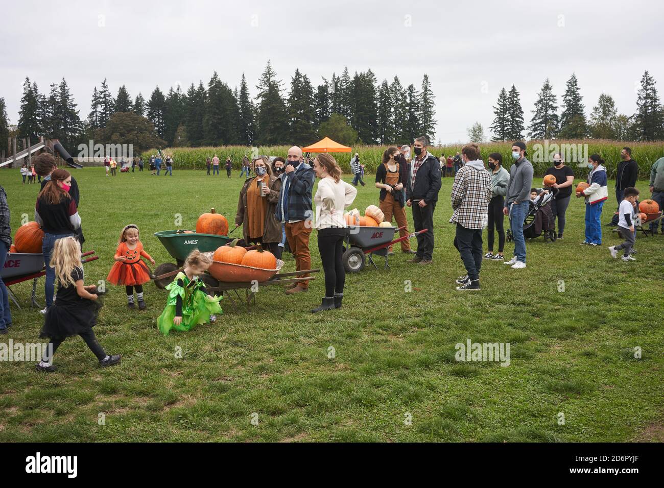 The checkout line at the annual Pumpkin patch at Fir Point Farms in Aurora, Oregon, on Saturday, October 17, 2020, during a pandemic fall season. Stock Photo