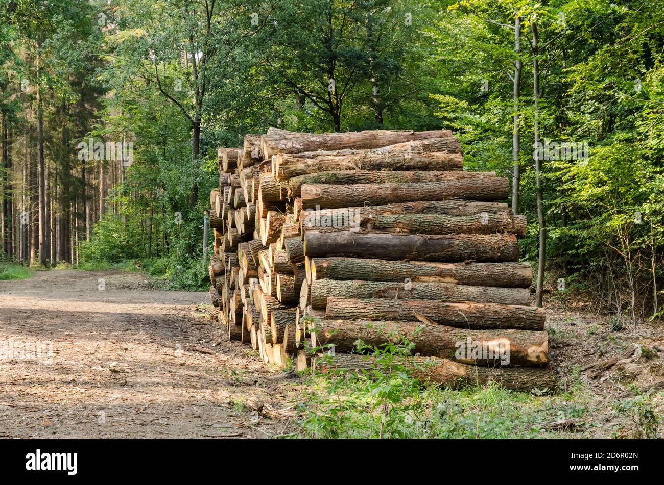 Deforestation, pile or stack of felled trees, timber harvest, fire wood logs in the forest in Rhineland-Palatinate, Germany, Western Europe Stock Photo