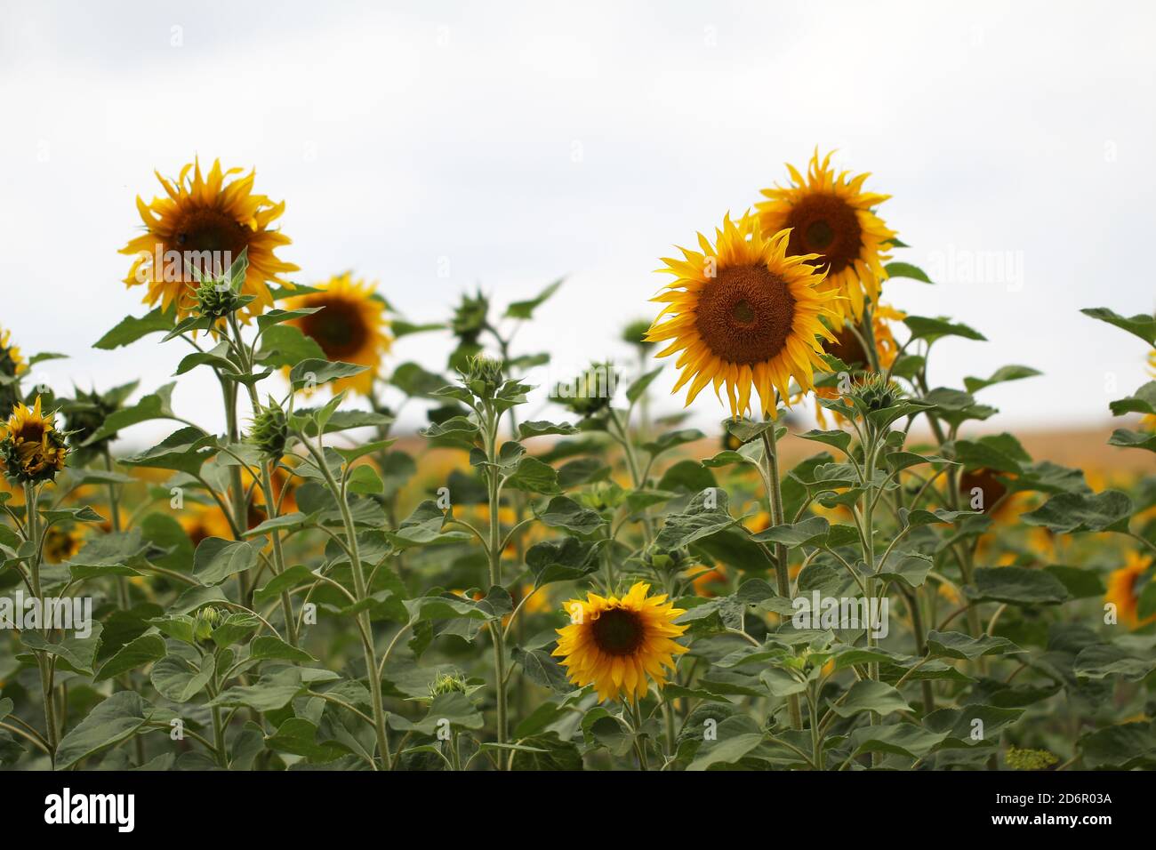 Beautiful sunflower field - perfect for wallpaper Stock Photo - Alamy