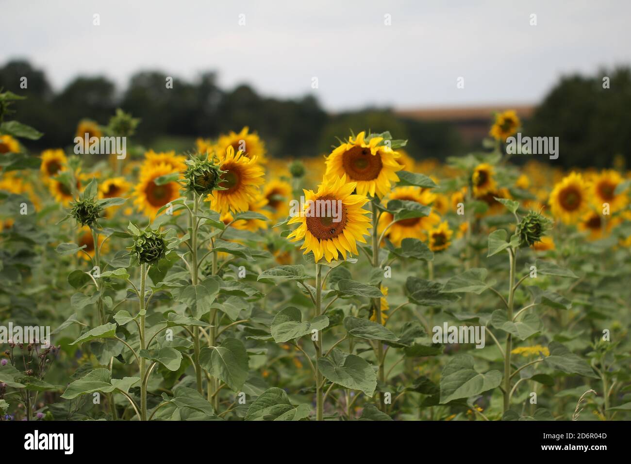 Beautiful sunflower field - perfect for wallpaper Stock Photo - Alamy