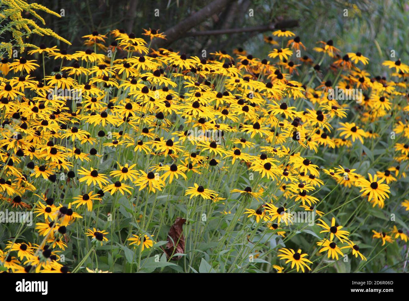 Beautiful view of blooming coneflowers in a garden Stock Photo Alamy