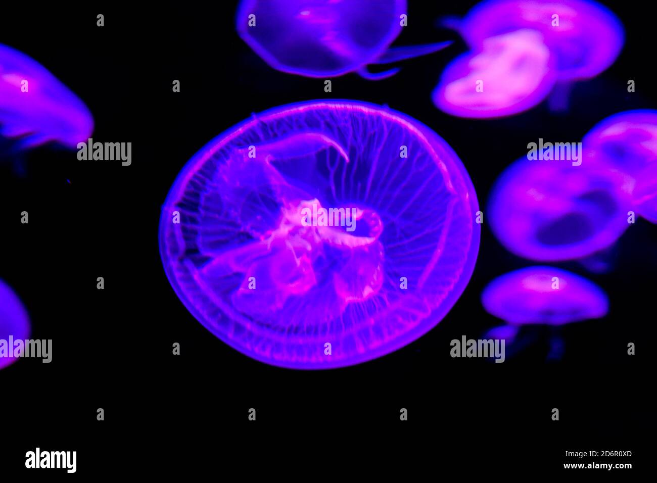 Jellyfish Dangerous Poisonous Medusa Stock Photo Alamy