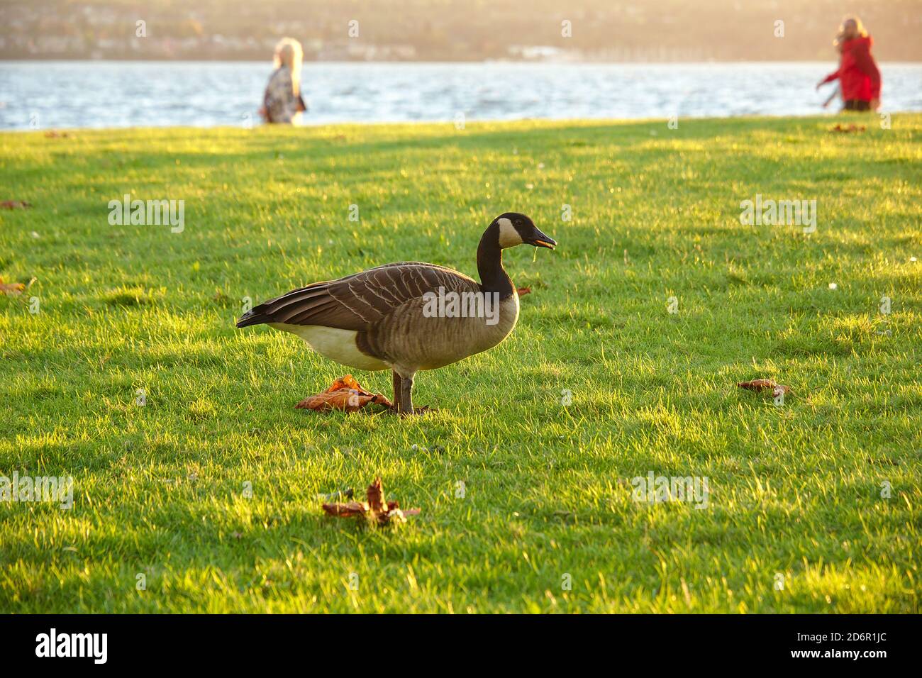 Canada Goose (Branta canadensis)  walking in the grass, Stanley Park, British Columbia, Canada Stock Photo