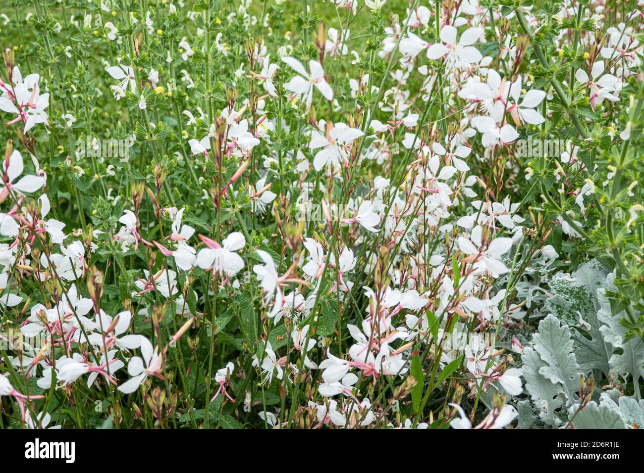 Blühende Blumen im Kurpark von Bad Kissingen, Bayern Stock Photo