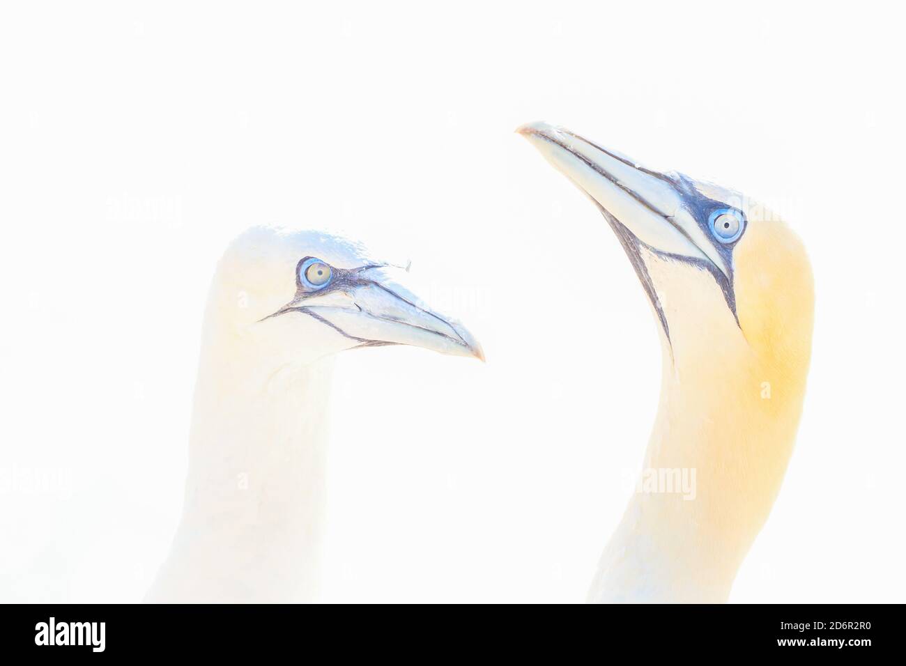 In soft light, two Northern Gannets heads welcome after landing. Soft light in high-key Stock Photo