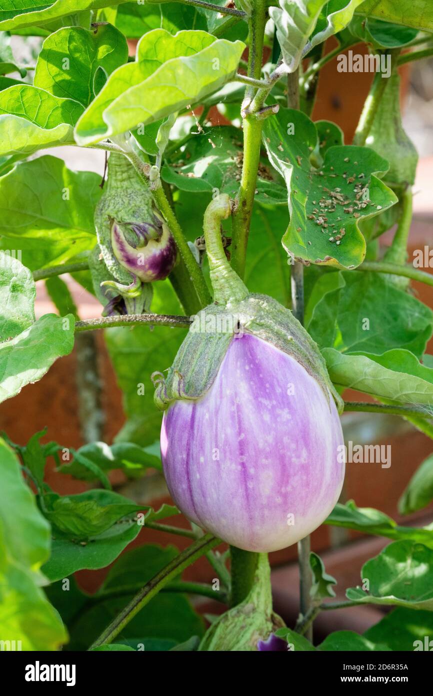 Aubergine 'Rosa Bianca'. Rosa 'Bianca Eggplant'. Solanum melongena 'Rosa Bianca'. Fruit growing on bush Stock Photo