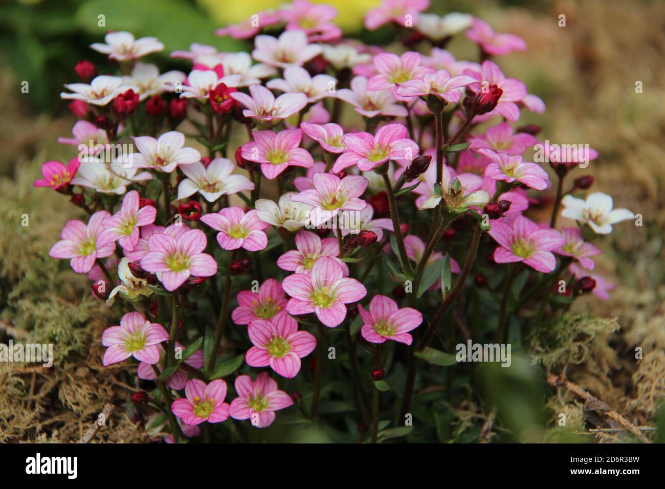 Closeup shot of beautiful Irish saxifrage flowers Stock Photo