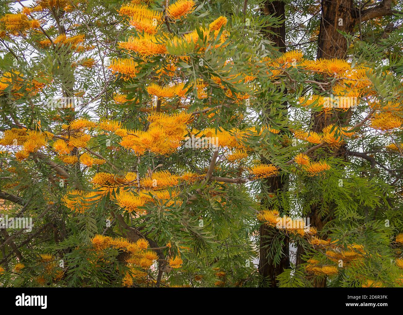 Flowering tree in portugal hires stock photography and images Alamy