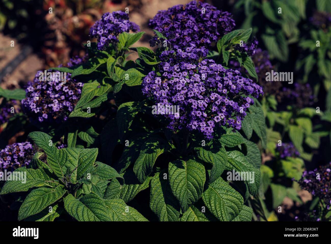 Beautiful heliotrope with big purple blossoms in the garden in sunny summer day Selective focus Stock Photo