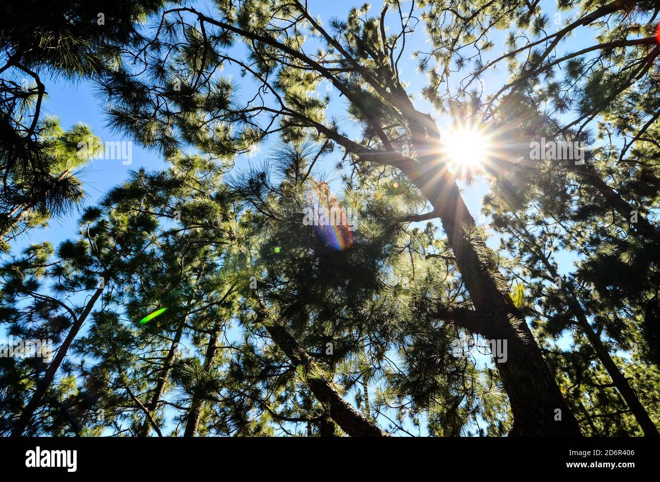 Very High Pine Wood Forest Stock Photo - Alamy